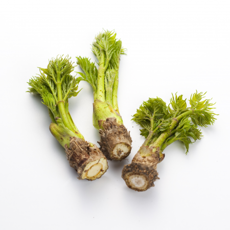 두릅 효능 및 부작용