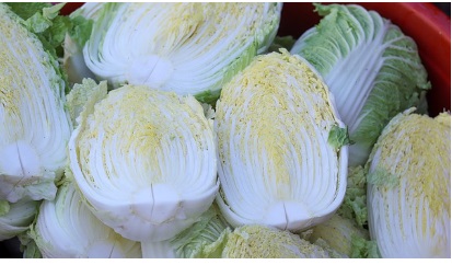 절임배추 20kg 사전예약, 할인판매