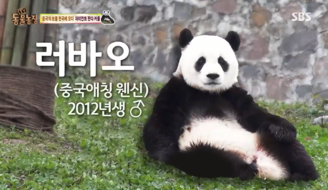 자이언트판다러바오프로필