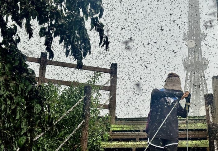 계양산 러브버그 습격! 등산객 경악한 현장 상황은?
