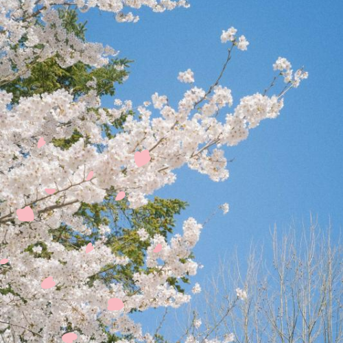 서울 벚꽃 명소(경희대학교)