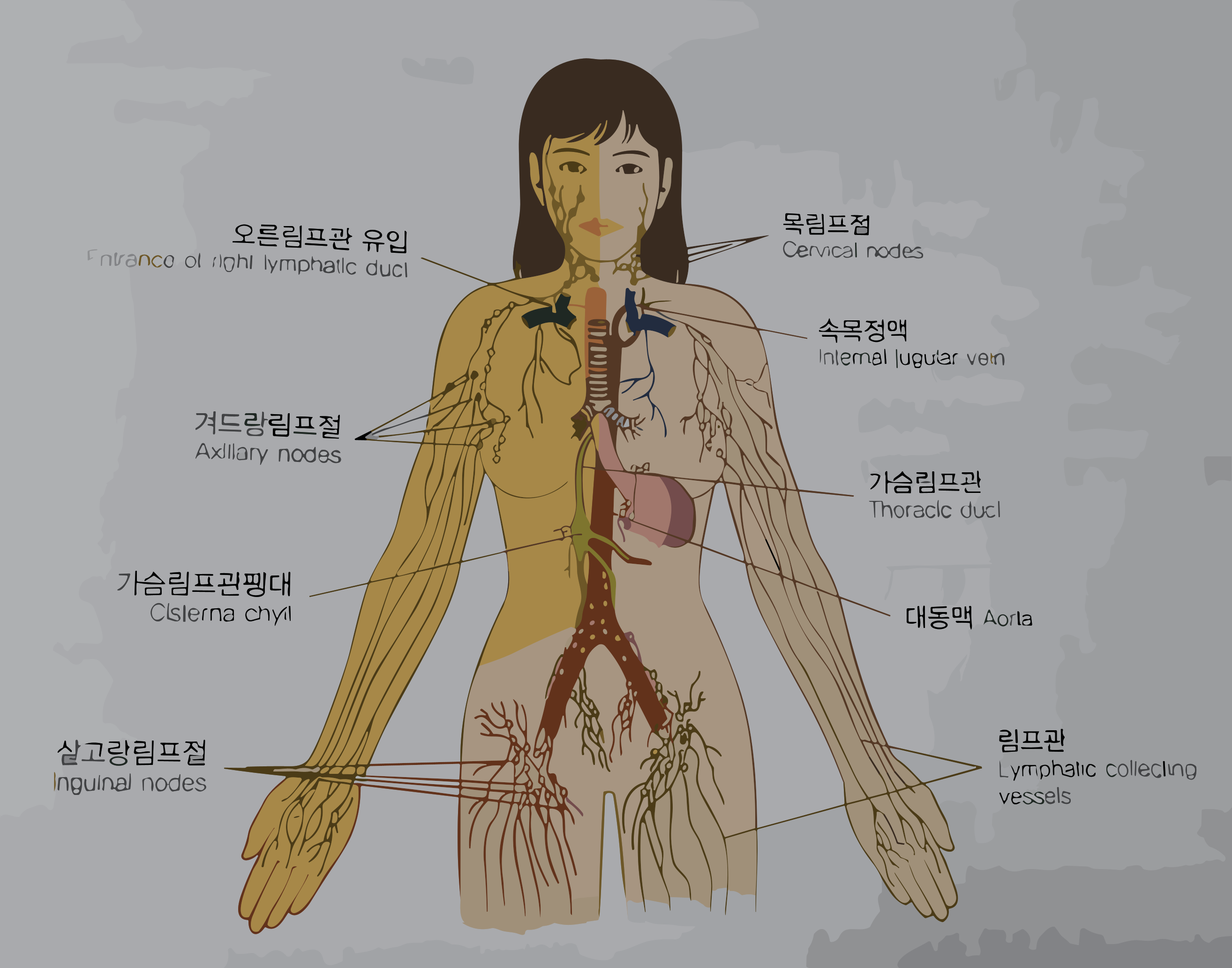 림프절의 위치