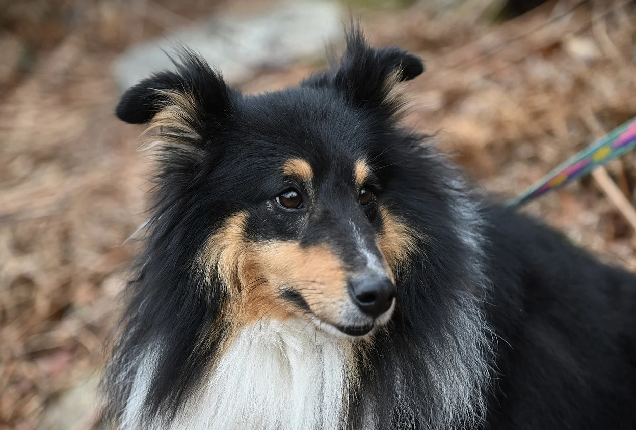 반려견 등록신고 안 하면 최대 과태료 100만원