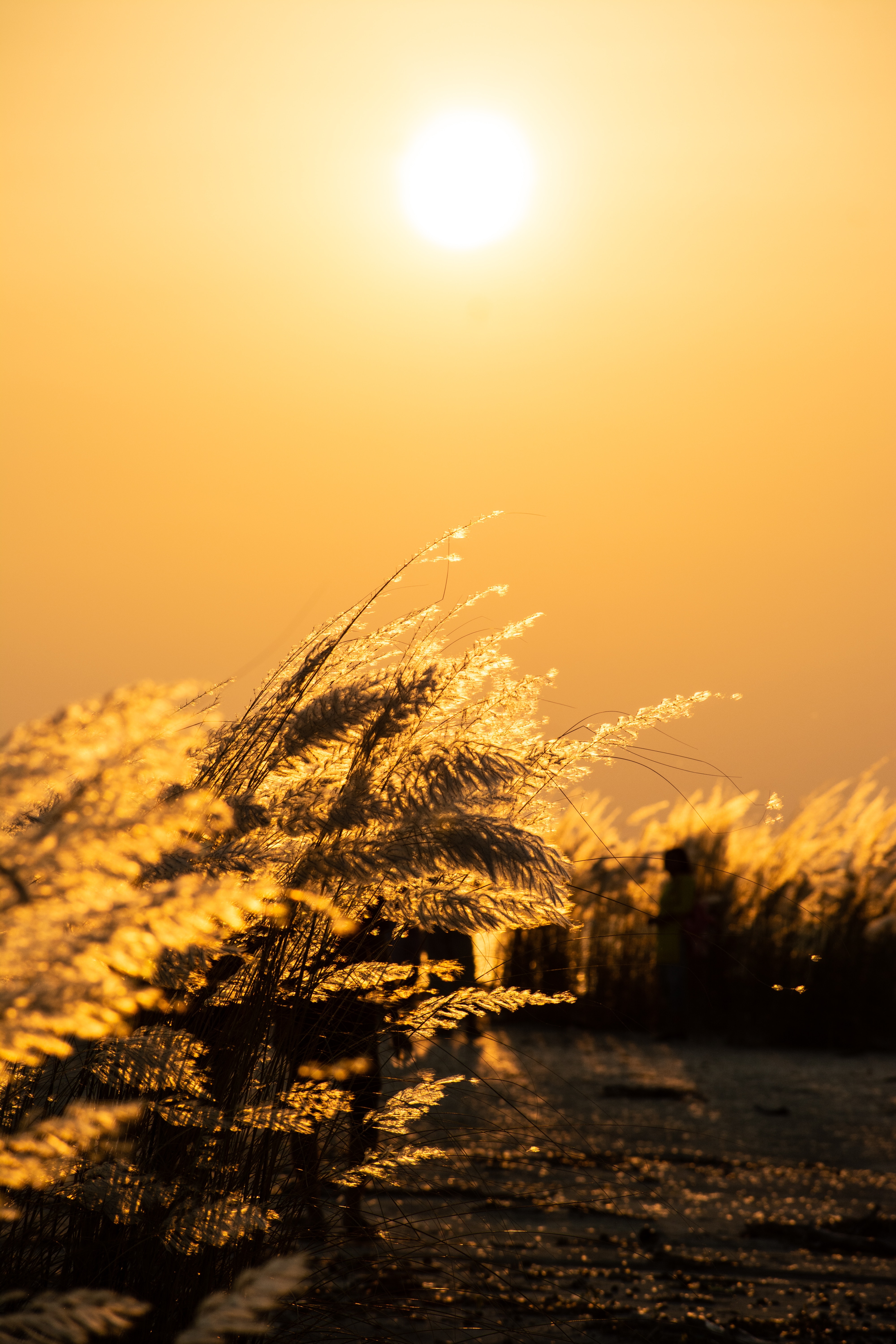 갈대에 관한 글