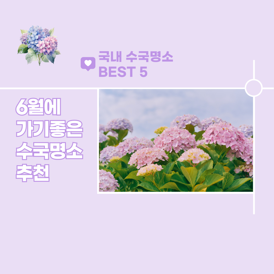6월 여행지 추천, 국내에서 가봐야하는 수국명소 베스트 5