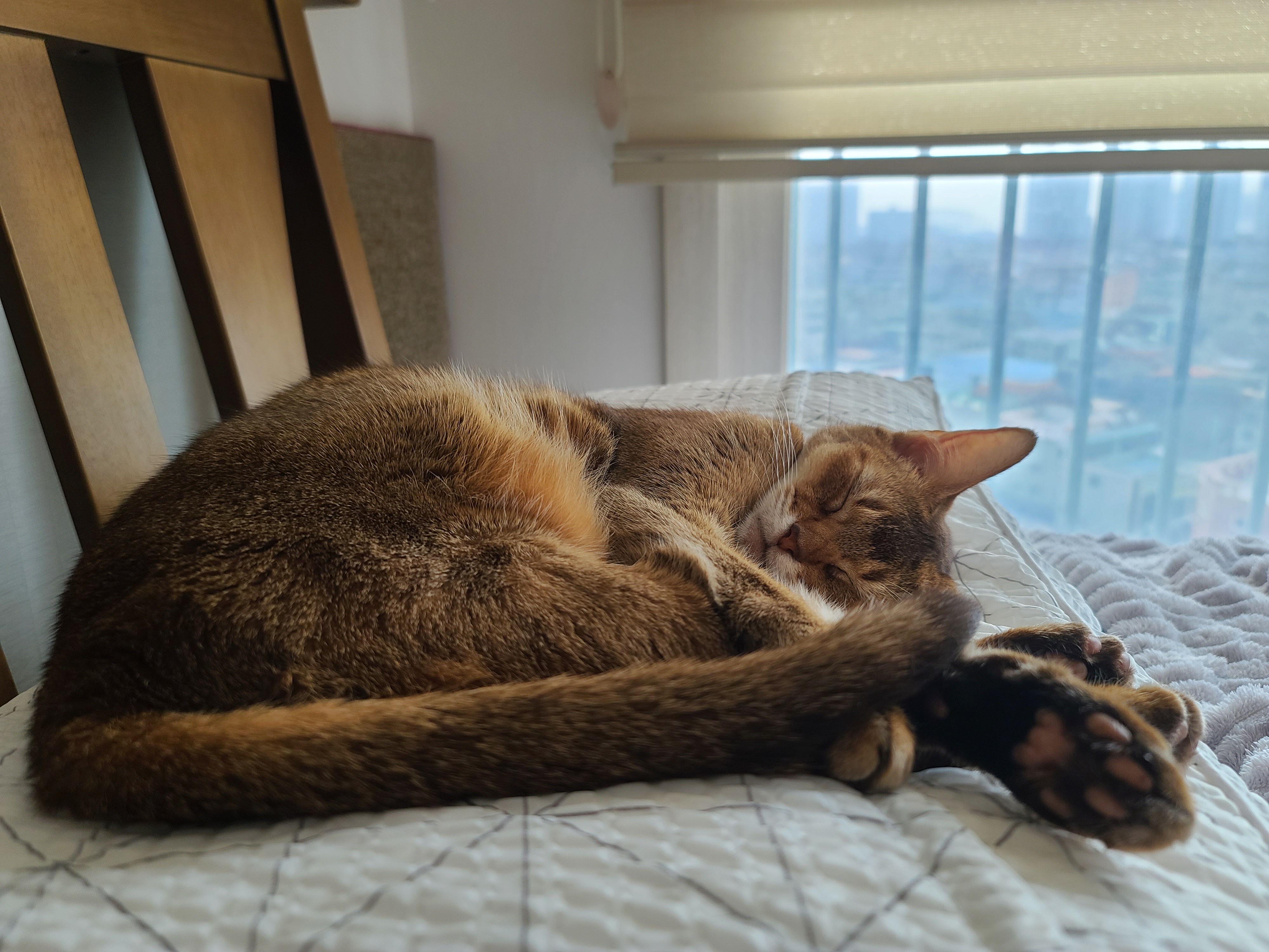 자기 사진 찍는거 모른척 눈감아준 고양이 루디 ㅋ