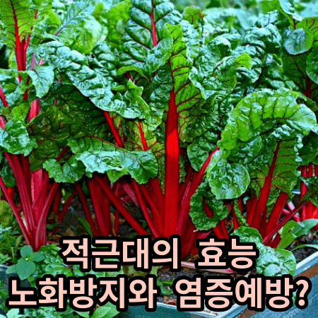 Swiss&nbsp;chard 적근대 밭 적근대의 효능