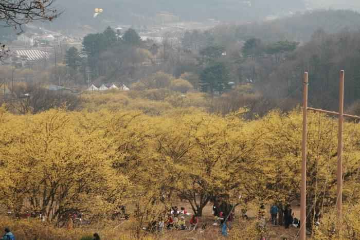 산수유 마을