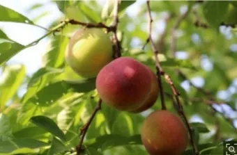 자두 재배 결과지 관리 칼슘 시비 낙과 예방_3