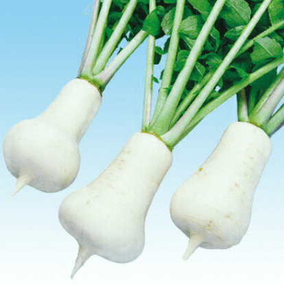 알타리무 지짐 (총각무 지짐) 볶음 만드는 법