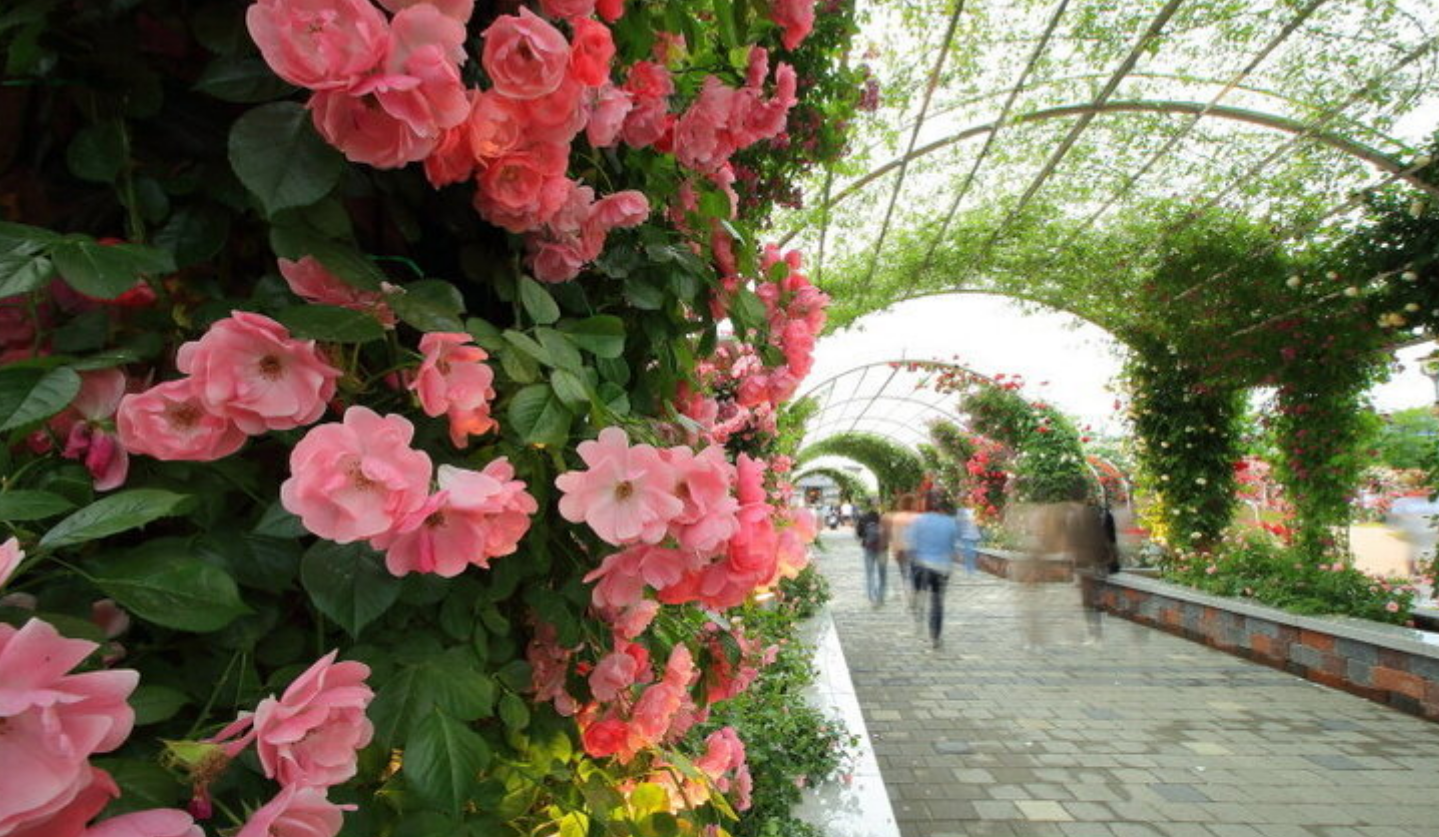 곡성 장미축제 증기기관차