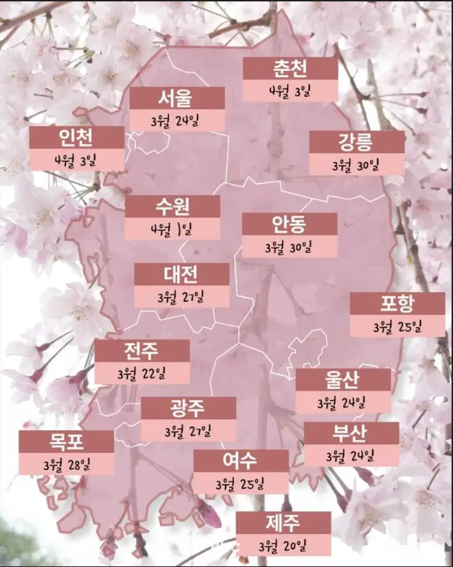 2024년 벚꽃 개화시기