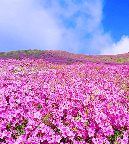 황매산 철쭉 개화시기
