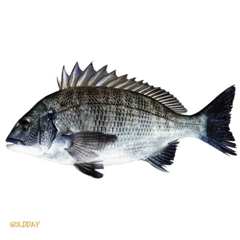 압해도 장감리 감성돔 포인트 소개와 혼자하는 낚시의 즐거움 완벽 낚시 가이드_3