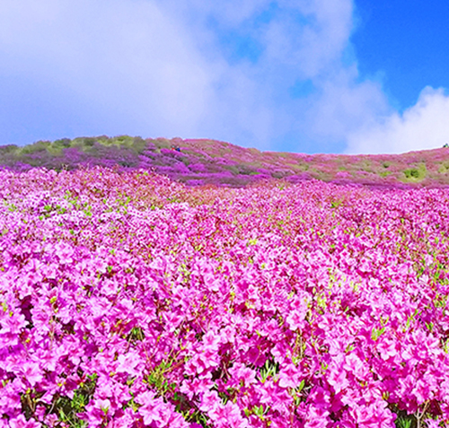 황매산 철쭉