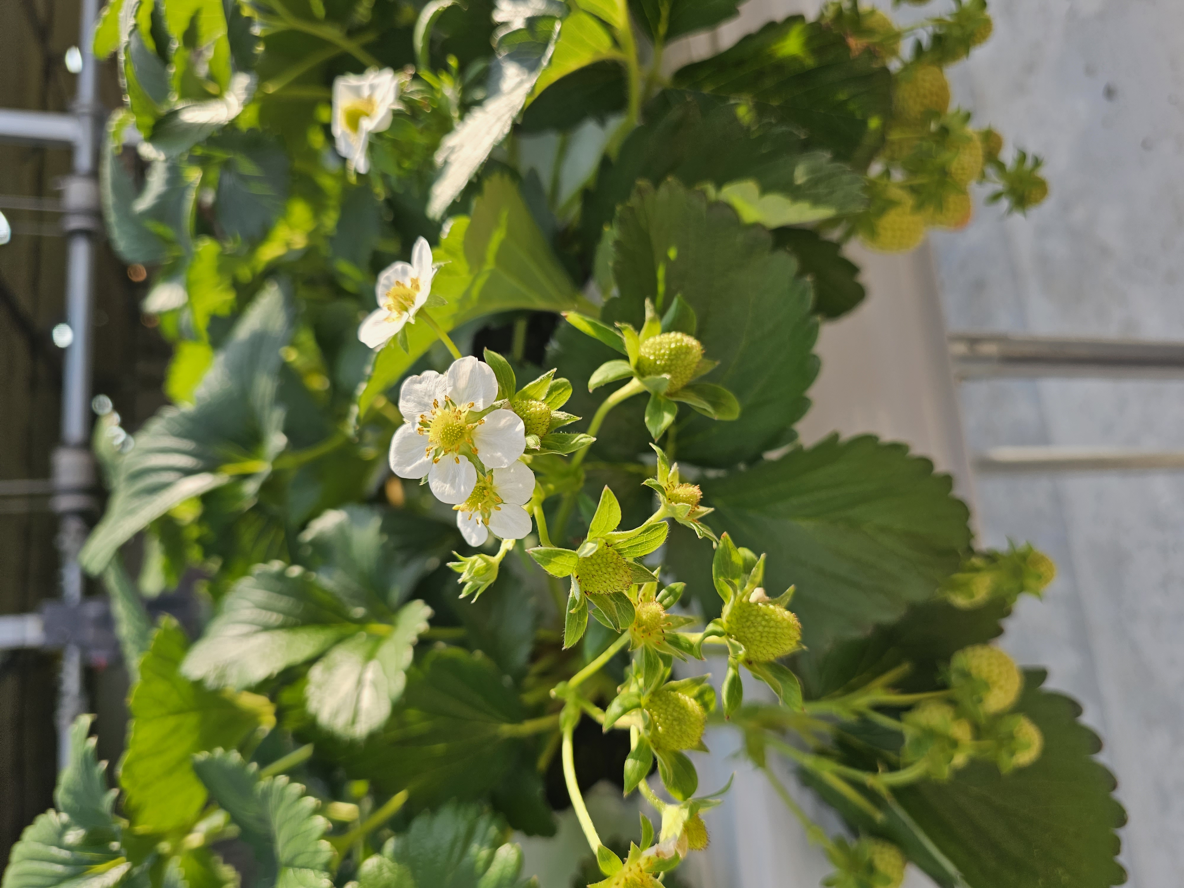 남양주 딸기 농장의 덜 피어난 하얀색의 딸기꽃.