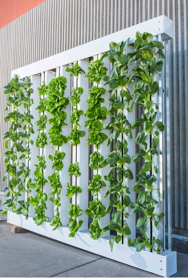 수직 농장과 도시 농업의 혁신