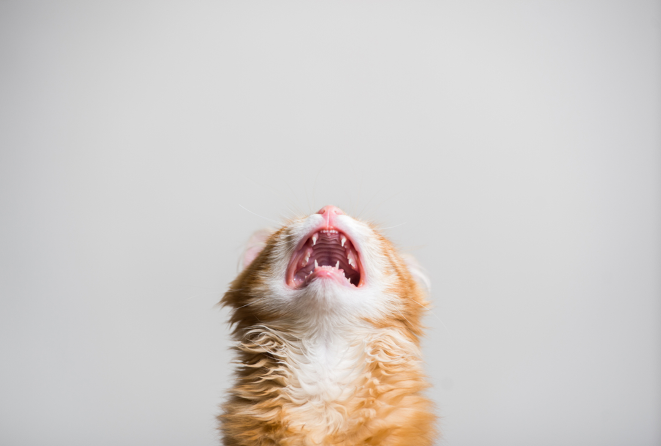 고양이가 우는 이유 6가지