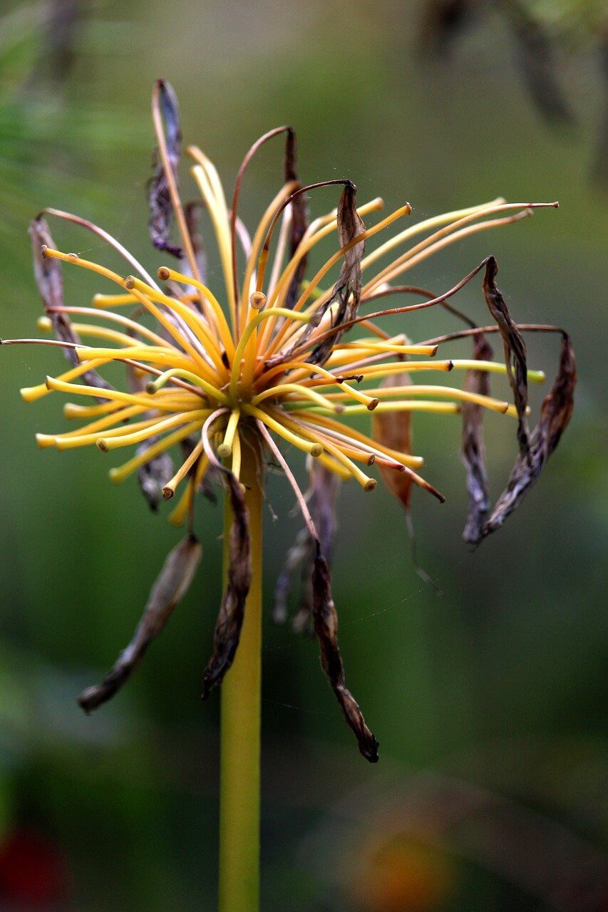 세종수목원 야간개장 예매하기
