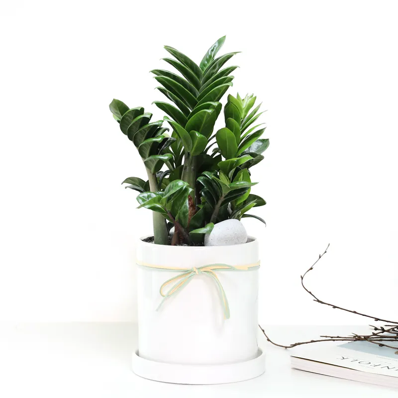 보석금전수 물주기 키우기 잎꽂이 꽃 노란잎 관리 재물운_3