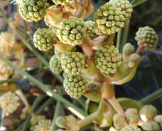 팔손이나무 꽃말