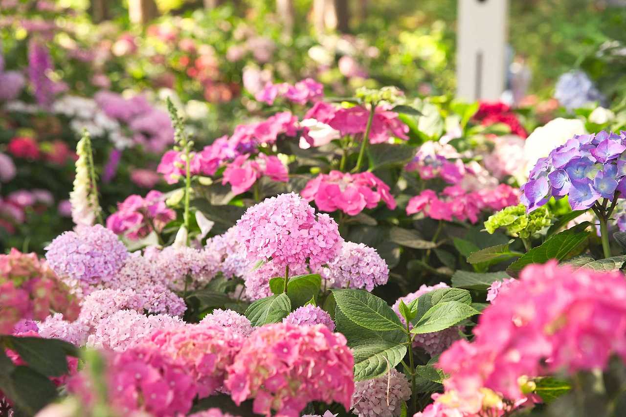 2025 아침고요수목원 수국전시회 개막! 관람 포인트 총정리 (5.31~6.22)