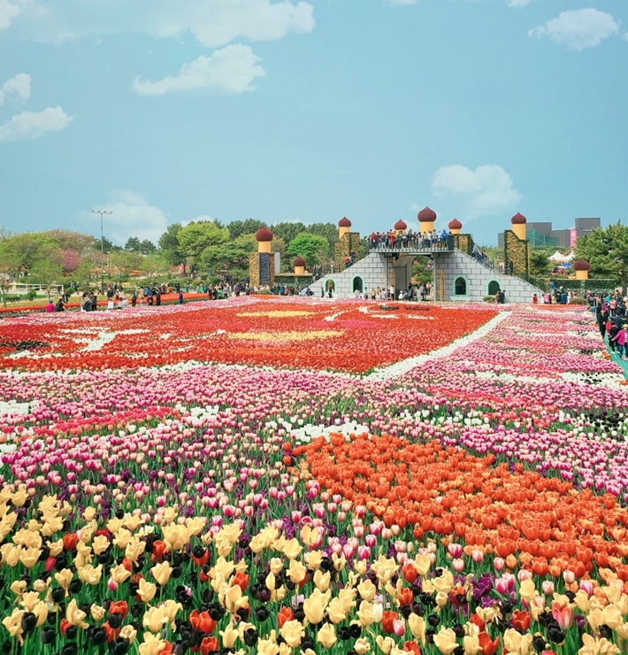 태안 튤립축제