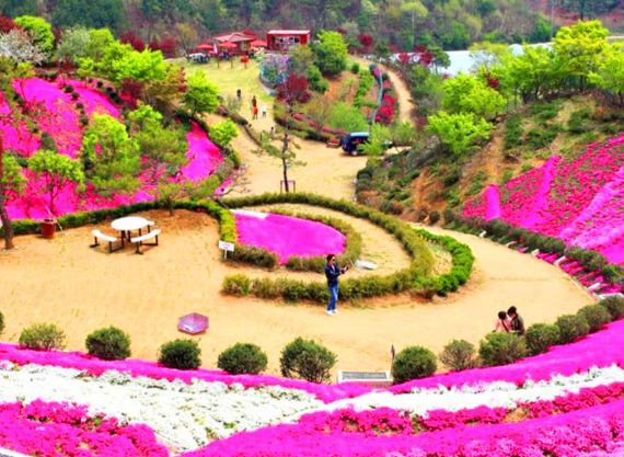 꽃잔디동산