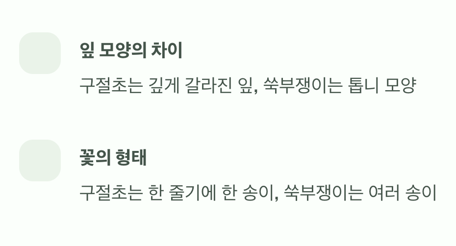 구절초와는 다른 매력