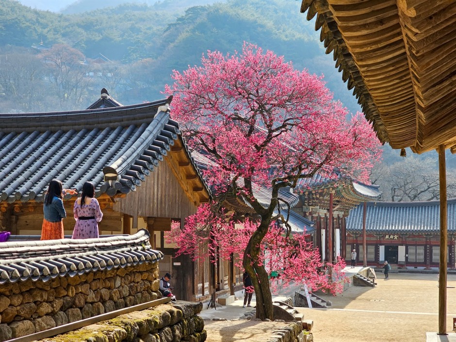 화엄사 홍매화