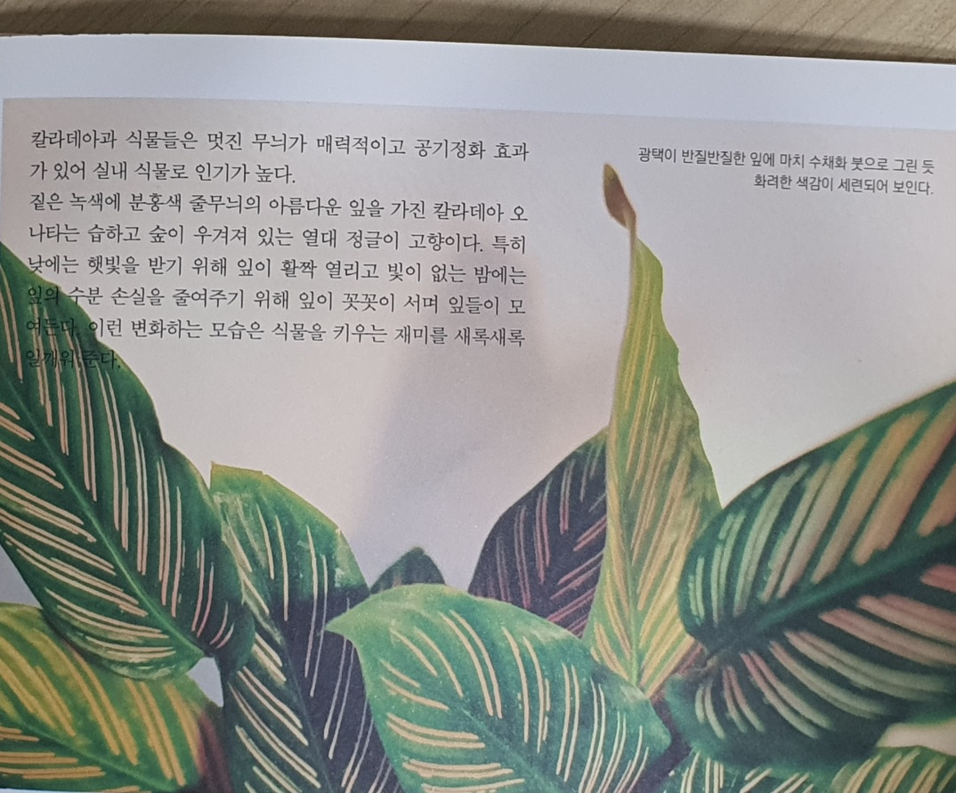 『퇴근 후, 식물』에 소개된 반려식물 '칼라데아 오타나'