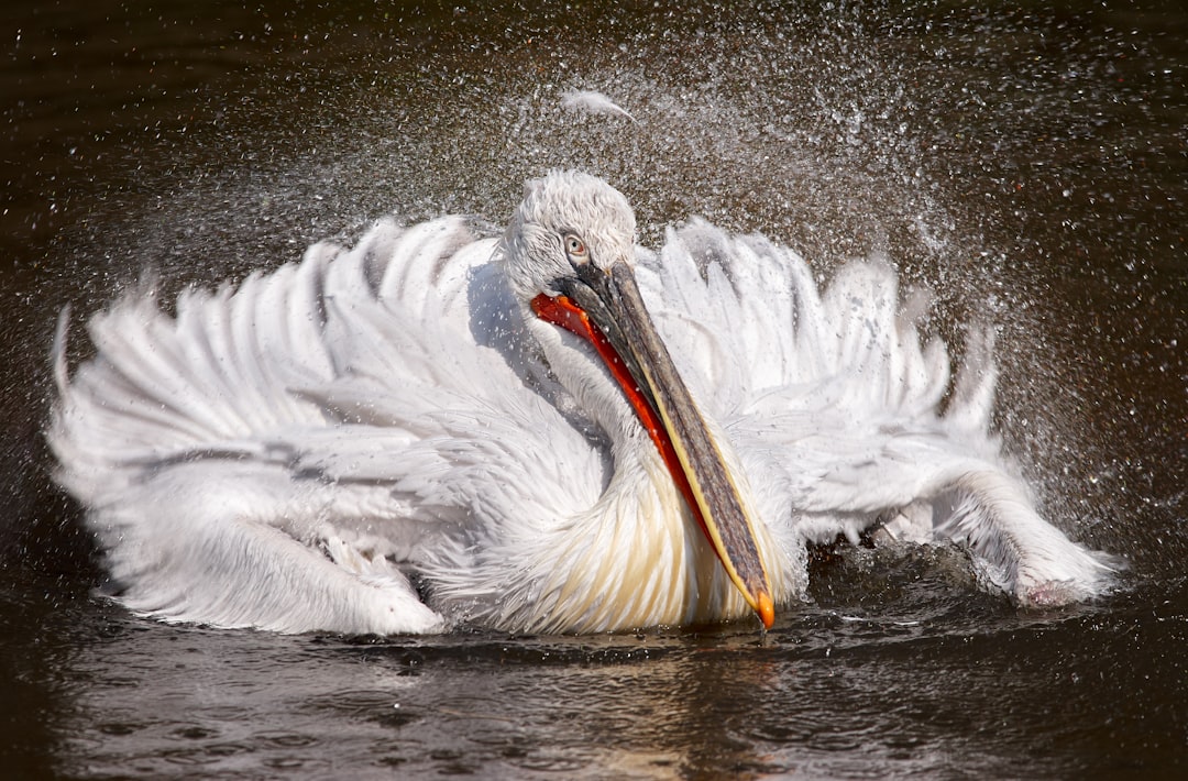 Bathing