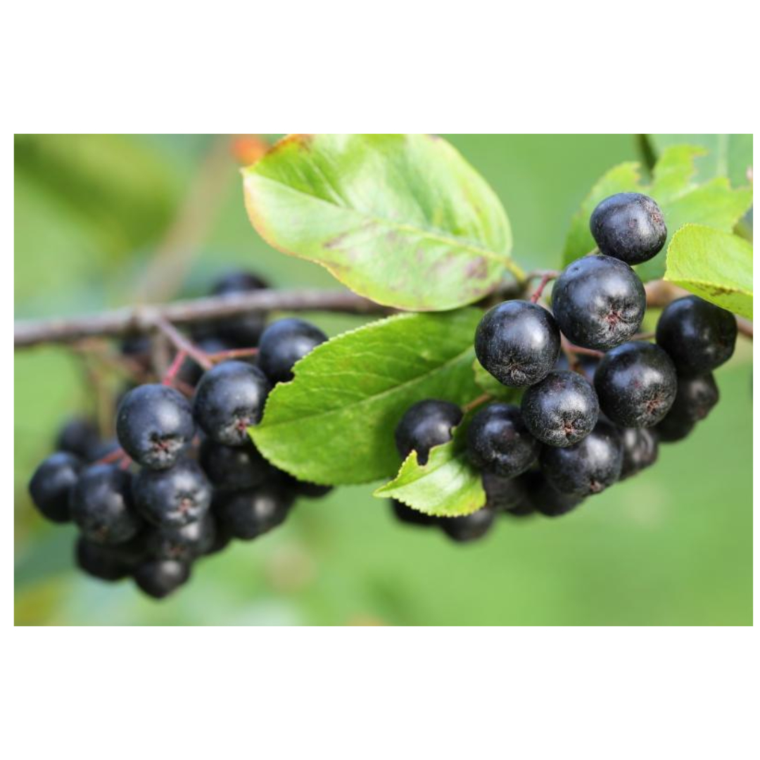 아로니아와 관련된 사진입니다.