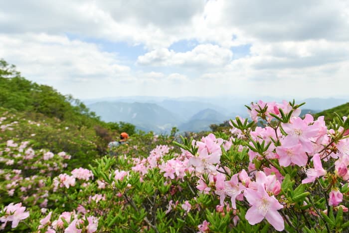 [6월 축제]2025 두위봉 철쭉제 산맥 페스티벌❘일정, 기간, 개화 상황, 공연 및 프로그램 정리