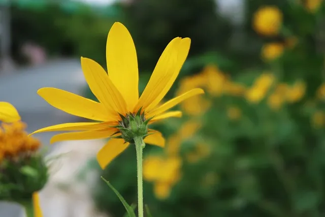 함안 악양생태공원 금계국 개화 시기와 사진 촬영 팁_2