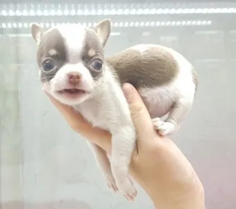 세글자 동물이름 모두 모여라 세글자 파충류 곤충 바다생물 총정리_12