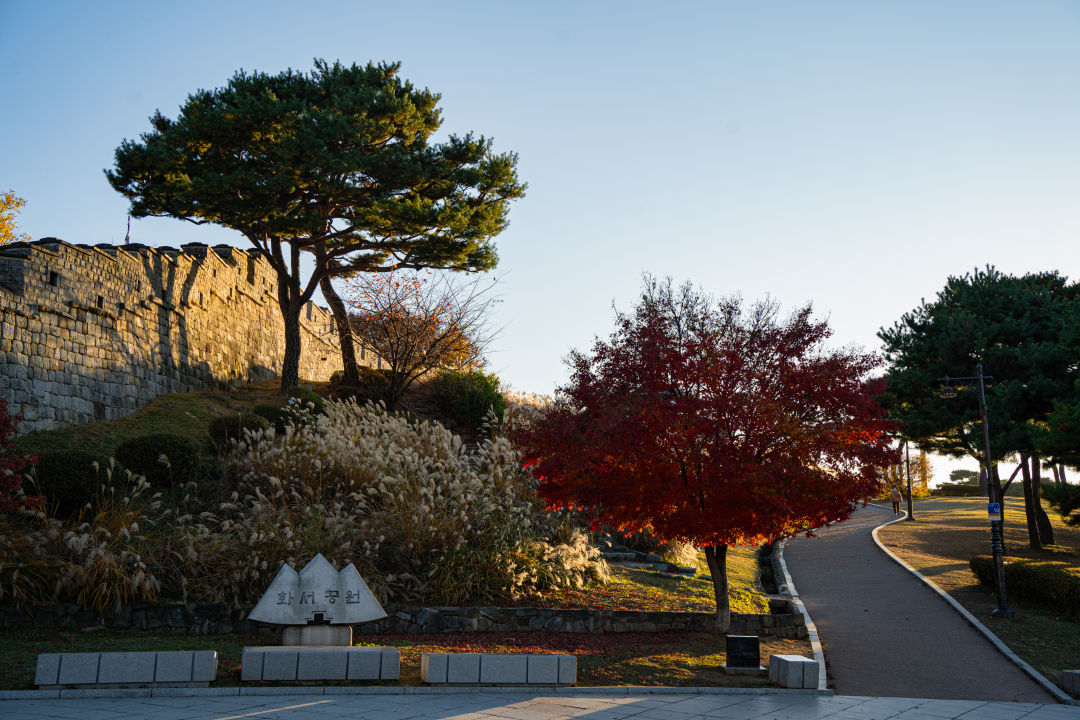 화서공원 억새