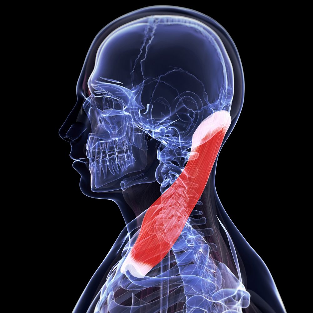 목에 담이 걸리는 이유