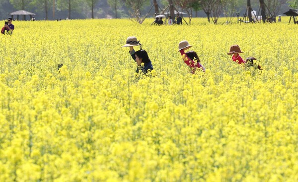 2025 창녕 낙동강 유채축제 총정리