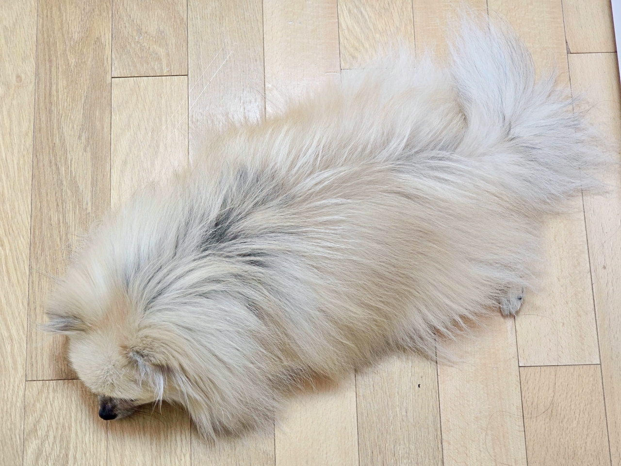 엎드려 잠자는 강아지