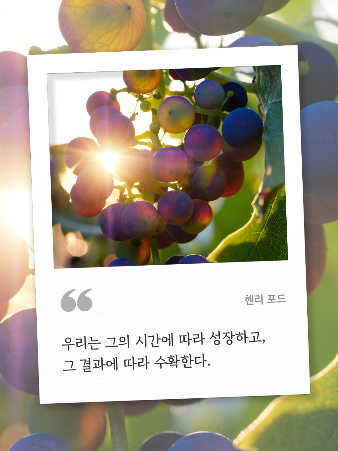 우리는 그의 시간에 따라 성장하고, 그 결과에 따라 수확한다. (헨리 포드) by 피어나네 오늘의 명언 좋은 글귀 이미지 다운로드