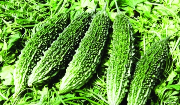 여주의 효능 5가지 부작용 섭취 방법