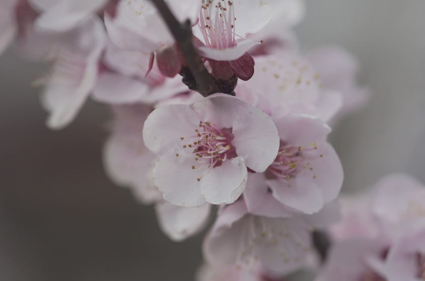 광양 매화 개화 시기