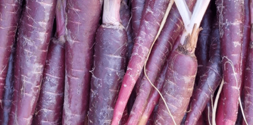 자색 당근 사진