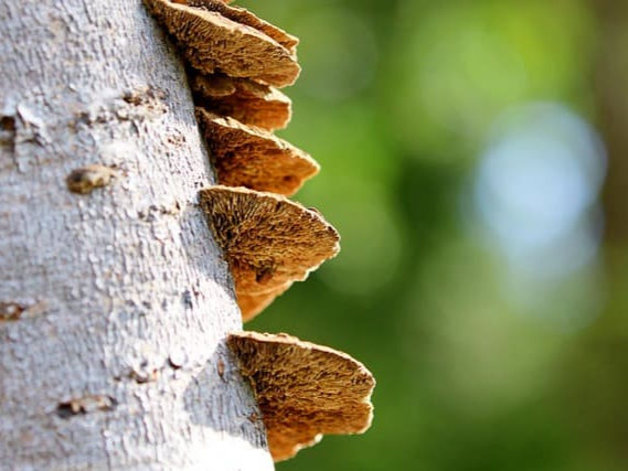 상황버섯 추출물의 다당류