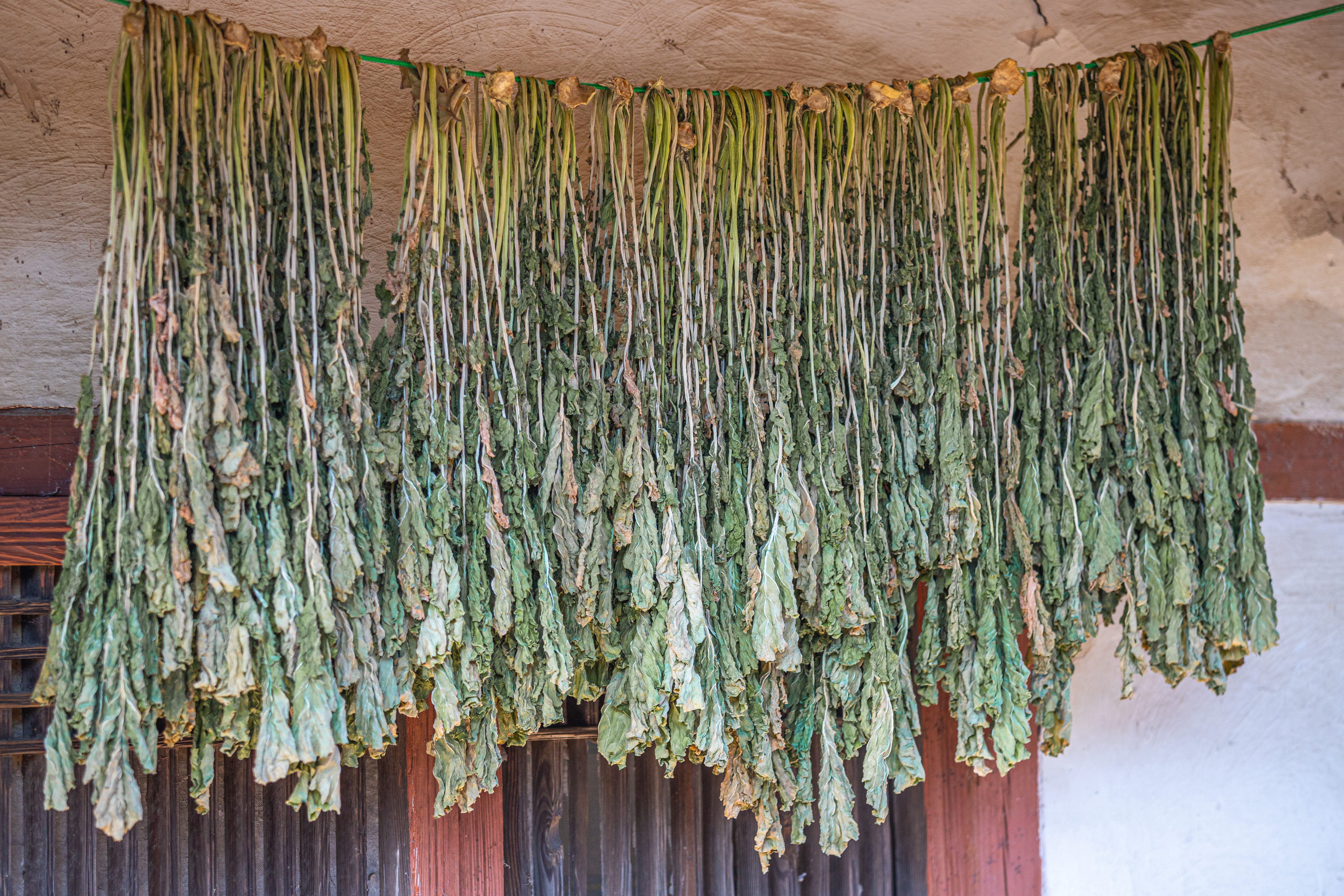 야생에서 채취를 한 무의 잎을 깨끗하게 세척한 것을 천장에 초록색 끈을 매달아 놓고 거기에 수십 개를 널어서 말리고 있는 것을 찍은 사진