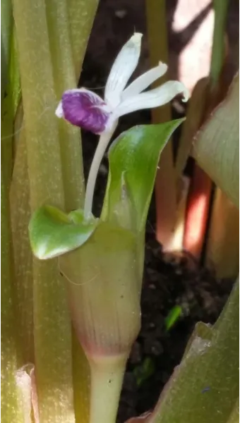 흑생강 효능 슈퍼푸드 칼로리 권장량_14