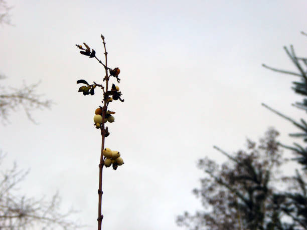 개나리 열매 효능
