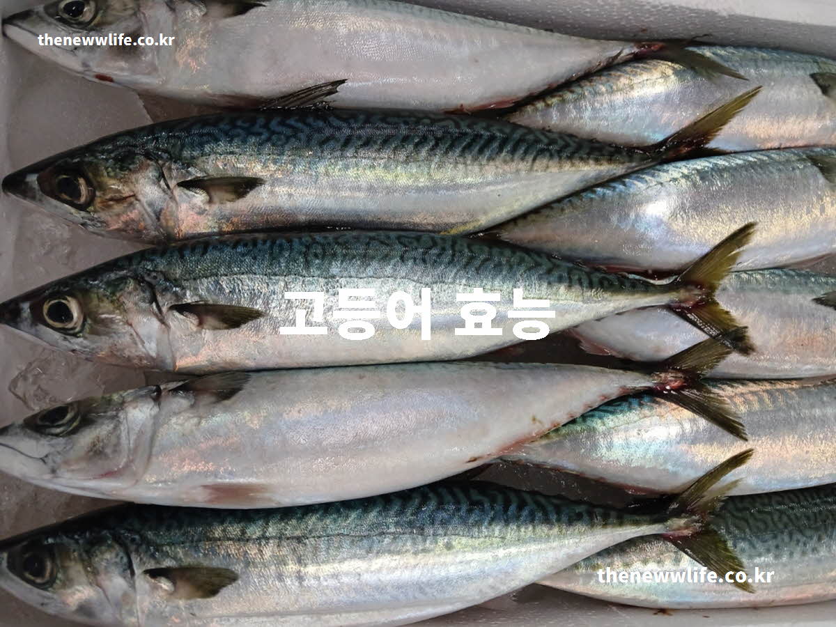 고등어 효능 대표 실사진