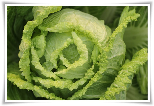 &quot;김장 배추, 직접 길러보세요!&quot; 초보자도 성공할 수 있는 쉬운 재배 가이드